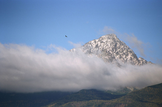 orzeł w Tatrach